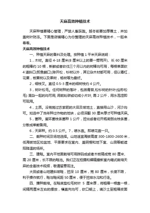 天麻高效种植技术