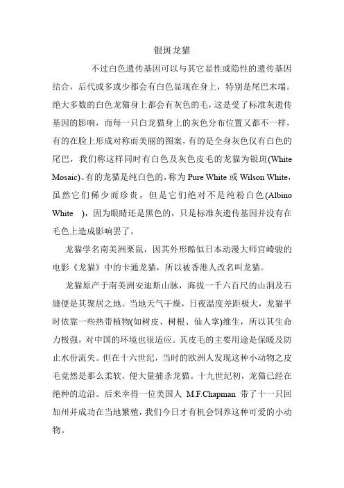 银斑龙猫