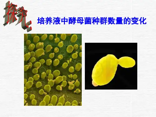 探究酵母菌种群数量变化实验