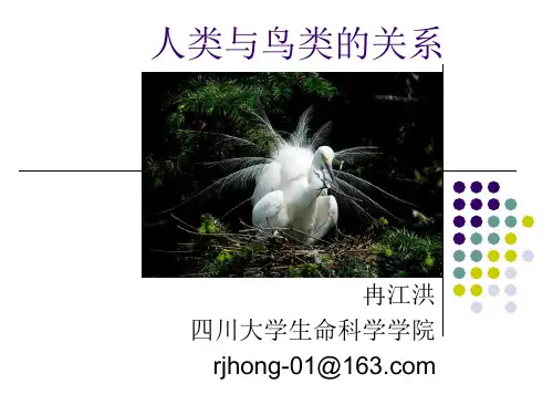人类与鸟类的关系
