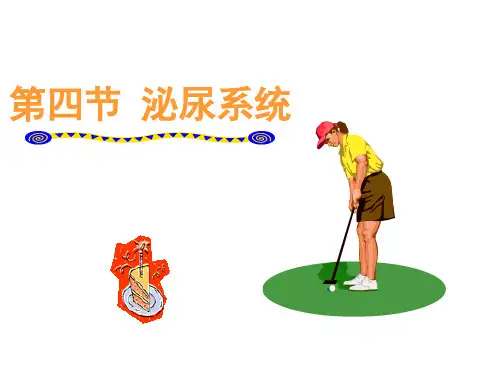 人体泌尿系统ppt课件