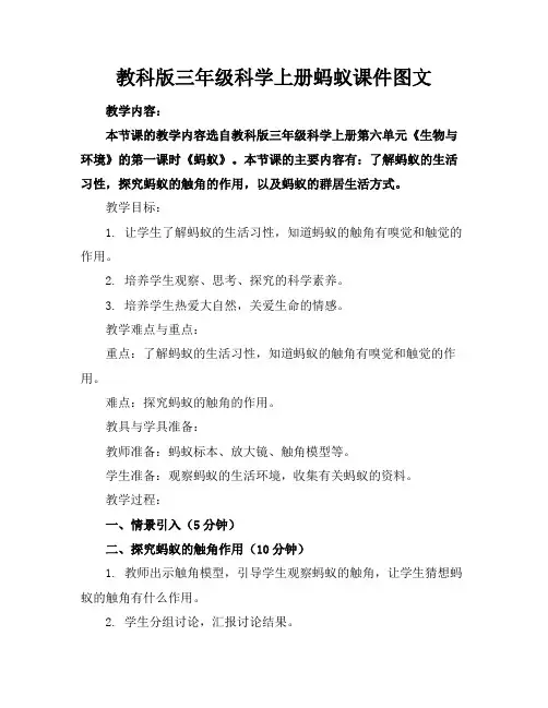 教科版三年级科学上册蚂蚁课件图文