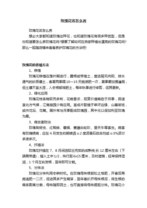 玫瑰花该怎么养