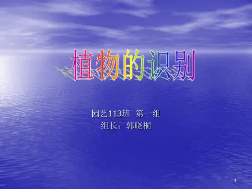 植物识别PPT课件