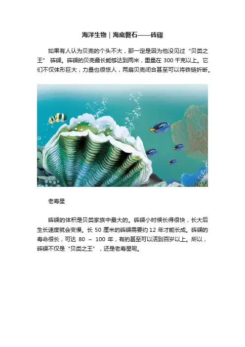 海洋生物｜海底磐石——砗磲