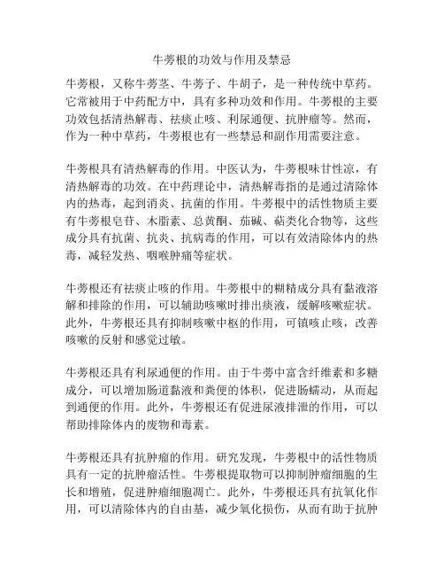 牛蒡根的功效与作用及禁忌