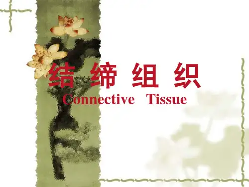 3.结缔组织