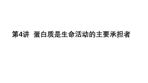 高三一轮复习生物：蛋白质 教学课件