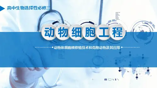 动物体细胞核移植技术和克隆动物及其应用 高二生物课件(人教版2019选择性必修3)