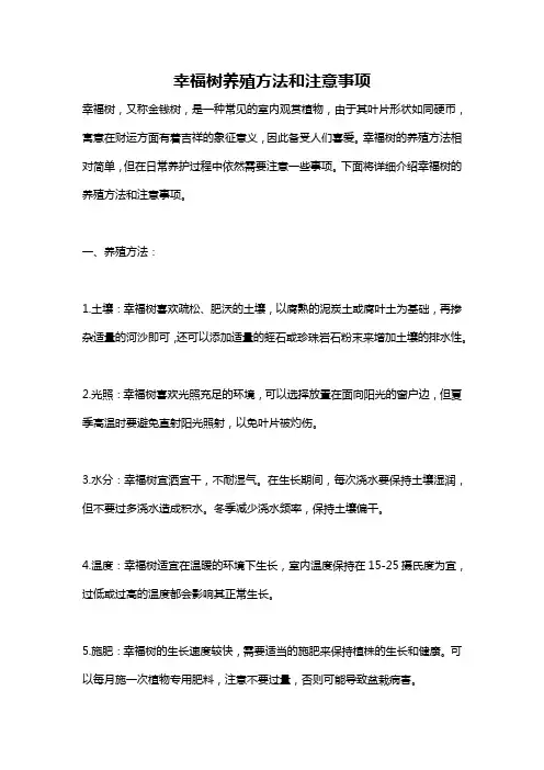 幸福树养殖方法和注意事项