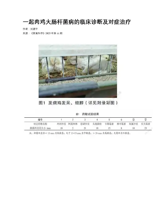 一起肉鸡大肠杆菌病的临床诊断及对症治疗