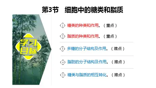 细胞中的糖类和脂质ppt课件