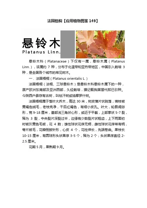 法国梧桐【应用植物图鉴149】