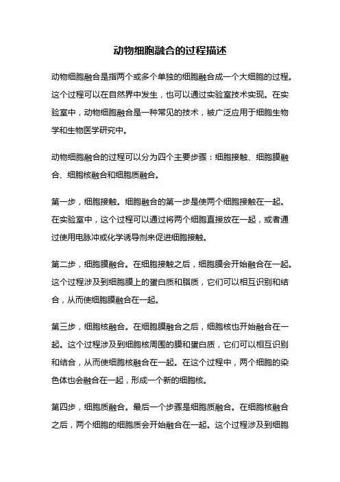 动物细胞融合的过程描述