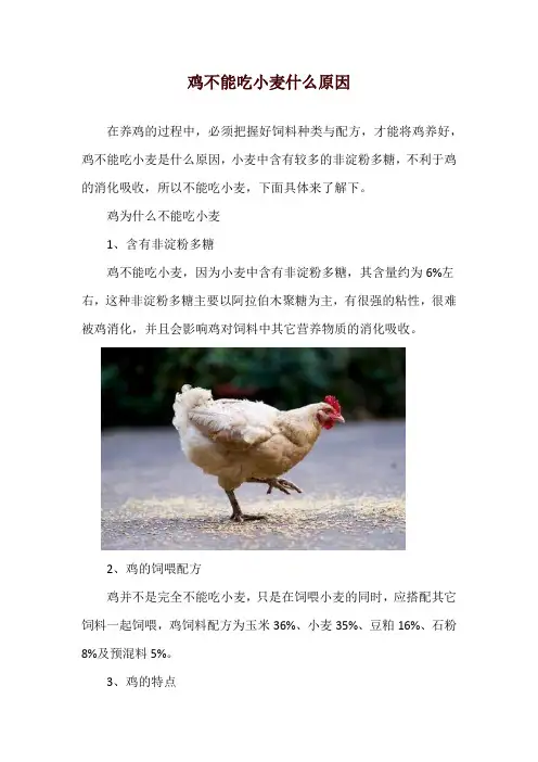 鸡不能吃小麦什么原因
