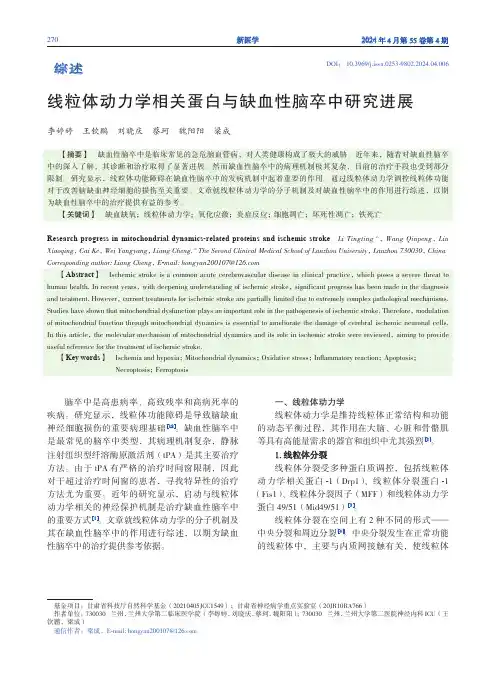 线粒体动力学相关蛋白与缺血性脑卒中研究进展