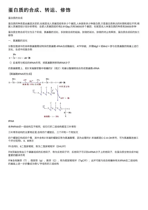 蛋白质的合成、转运、修饰