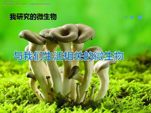 五年级下册科学教学课件《我研究的微生物》课件 大象版