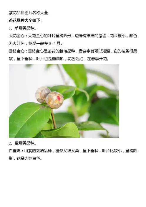 茶花品种图片名称大全