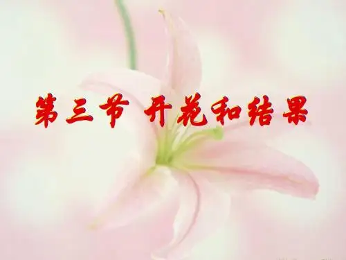 人教版 开花和结果 精品PPT课件31