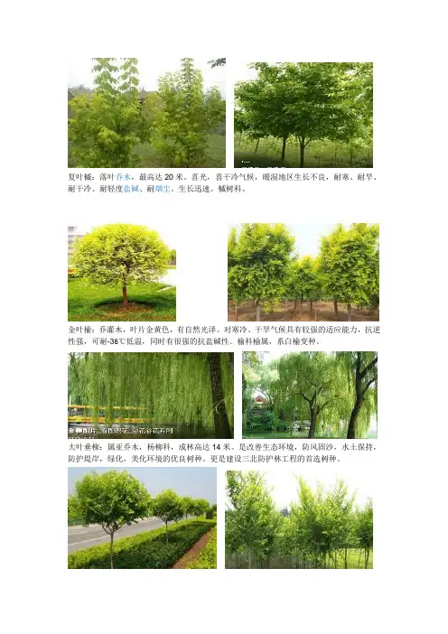 苗木信息