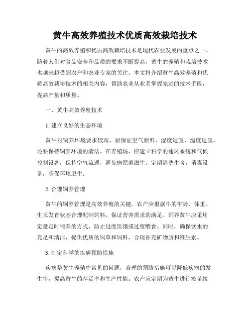 黄牛高效养殖技术优质高效栽培技术
