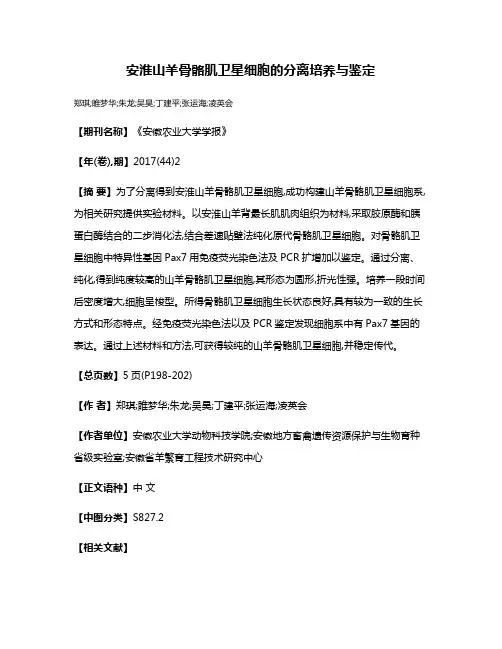 安淮山羊骨骼肌卫星细胞的分离培养与鉴定