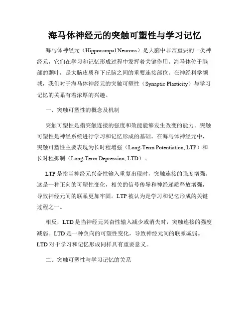 海马体神经元的突触可塑性与学习记忆