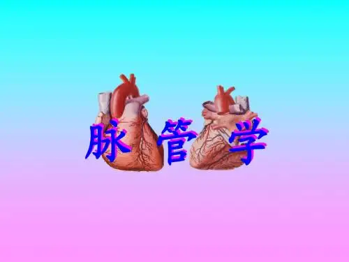 脉管学总论、心