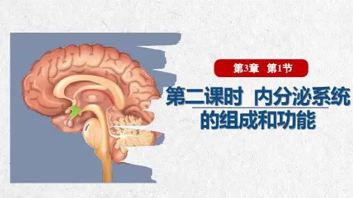 激素与内分泌系统(第二课时)高二生物课件(人教版2019选择性必修1)