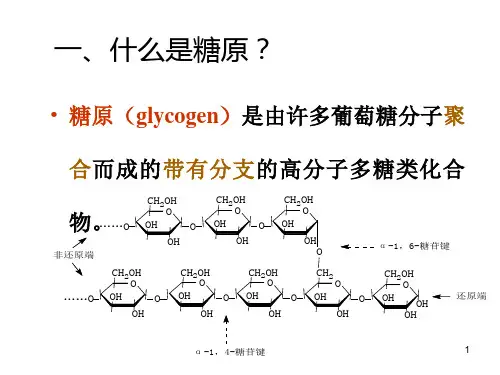 糖原的合成与分解