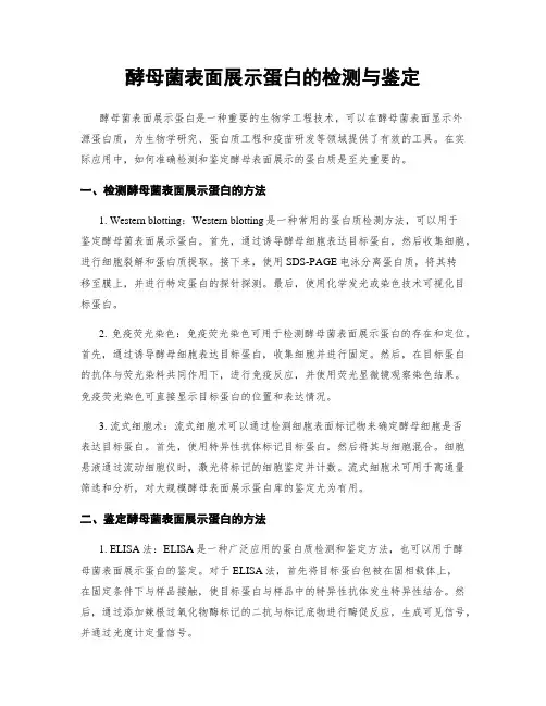 酵母菌表面展示蛋白的检测与鉴定