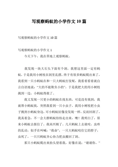 写观察蚂蚁的小学作文10篇