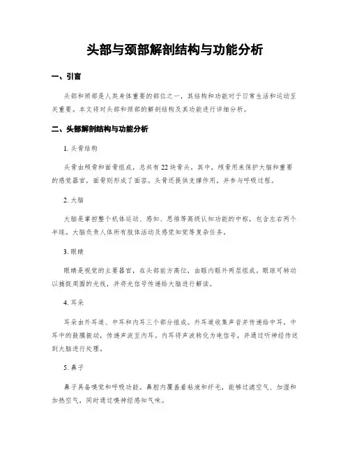 头部与颈部解剖结构与功能分析