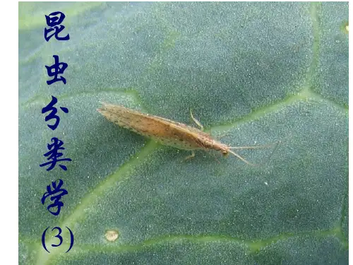 昆虫分类学PPT课件