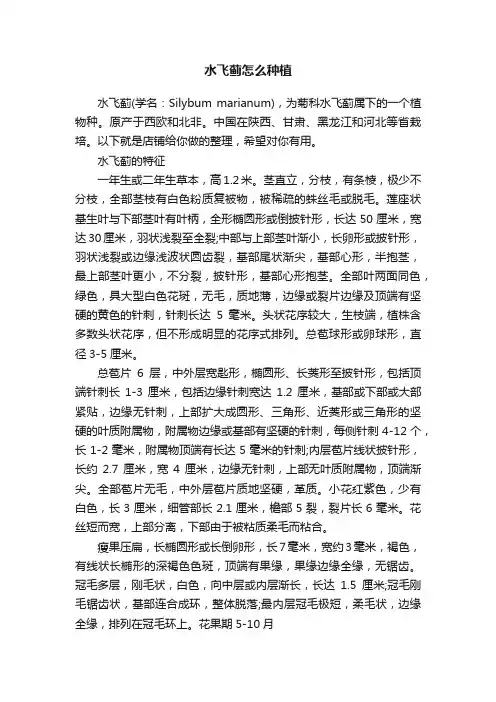 水飞蓟怎么种植