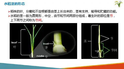 南方水稻生产—水稻的茎