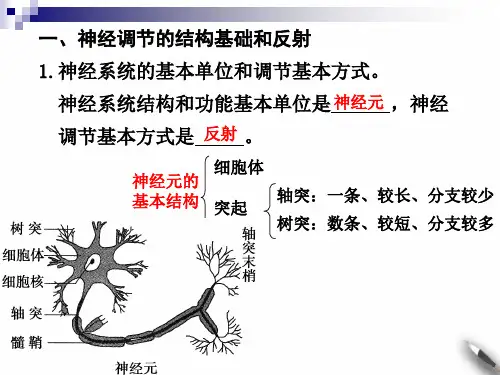 神经调节(高三一轮复习)
