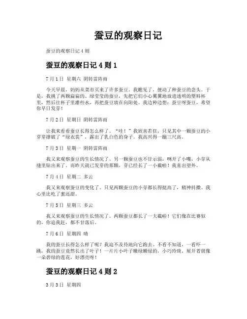 蚕豆的观察日记