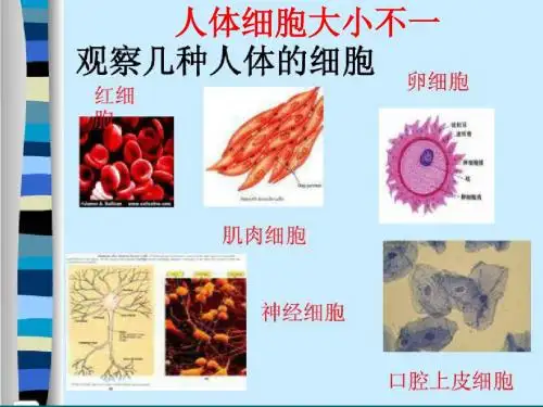 人体器官的组成及系统的划分