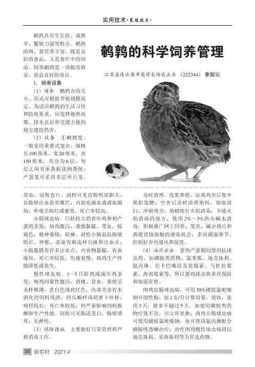 鹌鹑的科学饲养管理