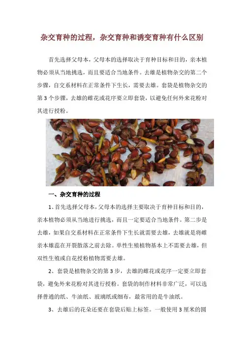 杂交育种的过程,杂交育种和诱变育种有什么区别