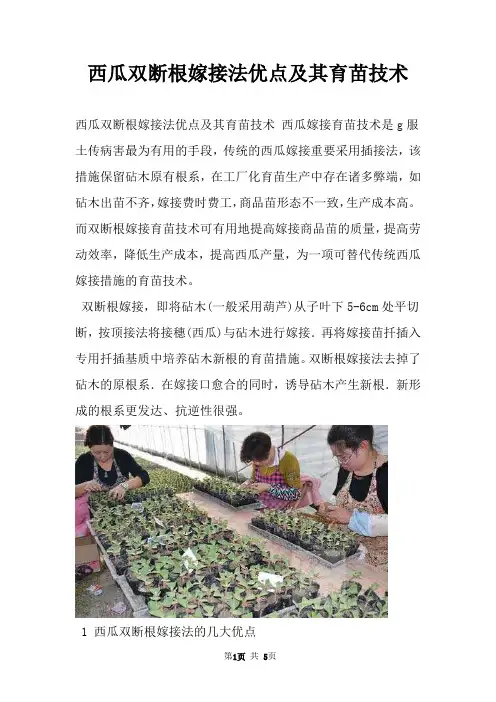 西瓜双断根嫁接法优点及其育苗技术