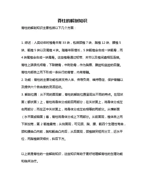脊柱的解剖知识
