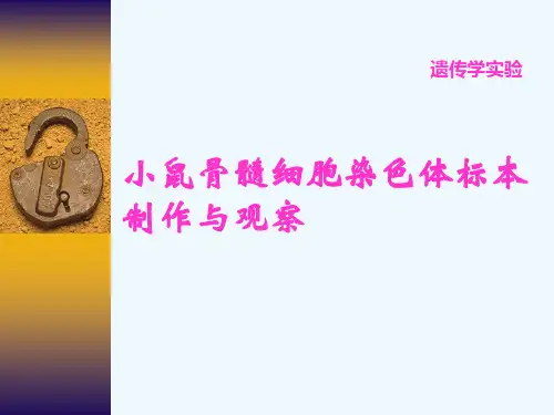 小鼠骨髓细胞染色体标本 制作与观察