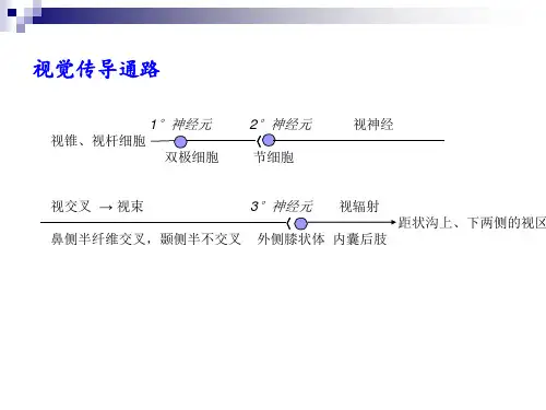 视觉传导通路