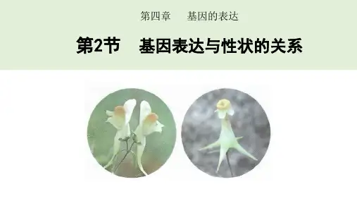 基因表达与性状的关系课件