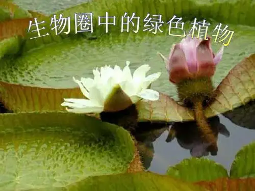 观察思考：1 大豆种子有哪些结构？2 哪些结构与种子的萌发