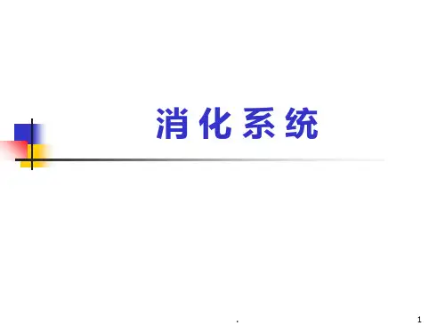 人体解剖学2-消化系统