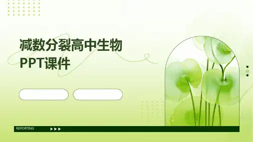 减数分裂高中生物PPT课件